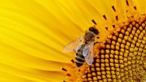 «I pesticidi continuano a uccidere le api. È ora di agire veramente»