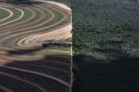 La produzione industriale di materie prime agricole si mangia le foreste del Pianeta