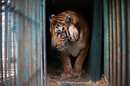 Rinchiusi, addestrati, ubbidienti, mangiati: vogliamo veramente bene ai nostri animali?