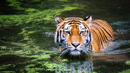 Il declino pericoloso e senza precedenti della Natura