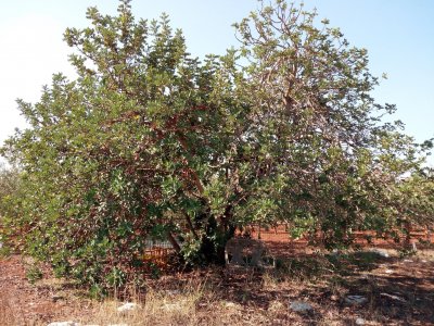 Nel Barese la fattoria custode della biodiversità