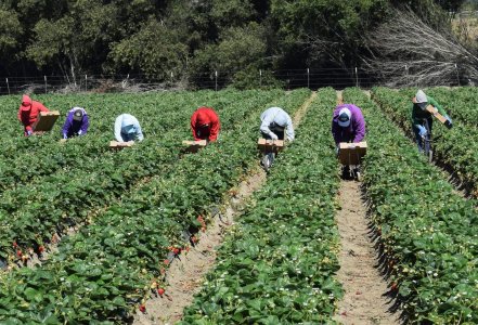 Assorurale: «In sostegno dei contadini e dei braccianti, per un'agricoltura dei diritti»