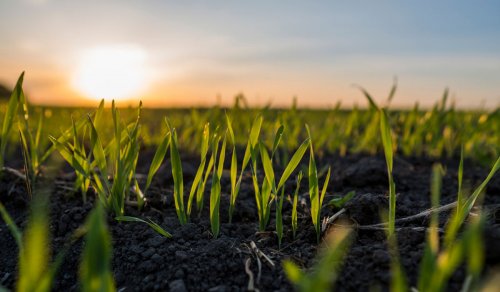 L'azienda agricola che lancia il concorso per .... 