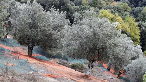 Associazioni e comitati si alleano: «Basta con la distruzione degli ulivi in Puglia e con la diffusione selvaggia di pesticidi»