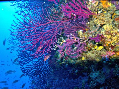 Mediterraneo, mille specie aliene devastano l'equilibrio del nostro mare