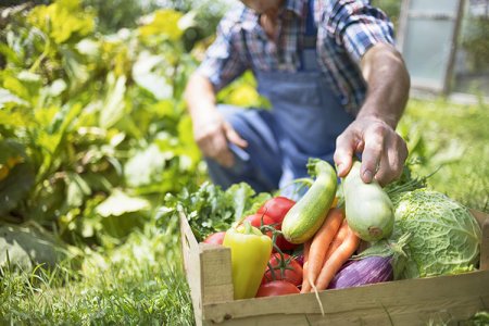 I tre pilastri dell'agricoltura di domani: autoconsumo, scambio e vendita delle eccedenze