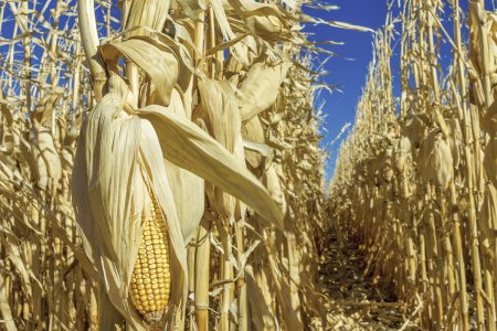Le associazione del bio, contadine e ambientaliste: «M5S ritiri proposta di legge che sdogana i nuovi OGM»