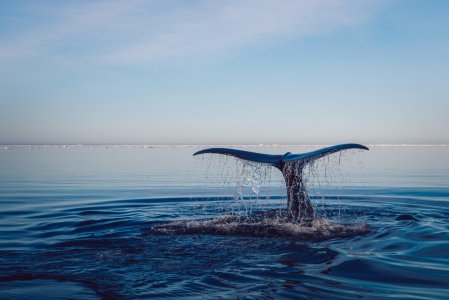 L'Islanda abbandonerà la caccia alle balene dal 2024