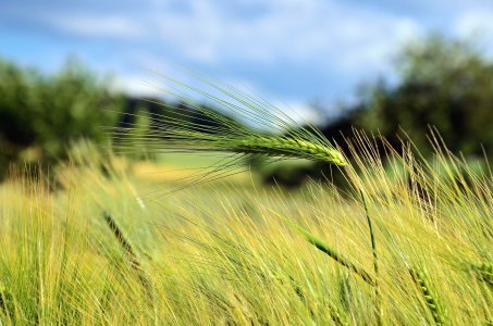 Agricoltura biologica, approvata in via definitiva la legge