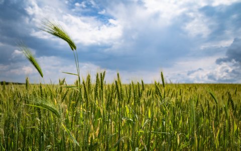 Pesticidi nei suoli: i dati del monitoraggio di 