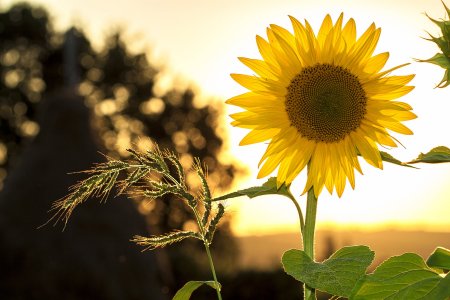 Comunità, resilienza, autosufficienza. Interventi pratici per persone che vogliono agire subito. Appuntamento a ottobre