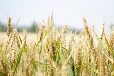 Il grano Ucraino e la non sovranità alimentare italiana