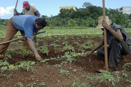 A Cuba una rivoluzione agroecologica per l'autosufficienza alimentare