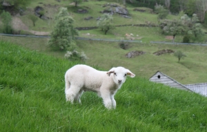 Buona Pasqua a chi non mangerà cuccioli