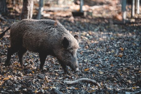 Gli animali? Sterminiamoli tutti, in ogni luogo, in ogni momento  (tranne i nostri gatti e cani da compagnia, ovviamente)...