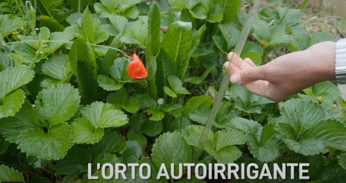 L'orto autoirrigante: una soluzione a tanti problemi!