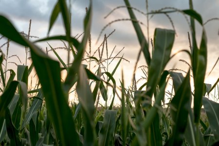 Navdanya: «Le strategie dell'industria agroalimentare dietro la nuova generazione di Ogm»