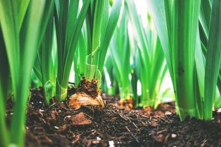 Il vero ruolo dell’agricoltura: da merce a valore