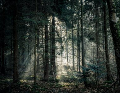 Tagli degli alberi, eliminato l’obbligo di autorizzazione paesaggistica