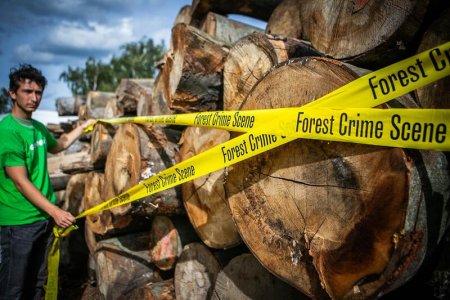 Greenpeace: «In Europa si disboscano anche foreste protette»