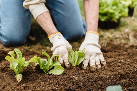 ARI: «Il rifiuto degli accordi di libero scambio e la richiesta di un reddito dignitoso sono alla base delle mobilitazioni degli agricoltori in Europa»