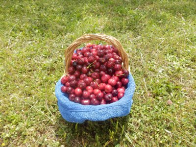 Il vero lusso? Felicità e risparmio? Un albero di ciliegie