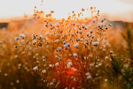 E se tutti andassero a vivere in campagna, cosa succederebbe?