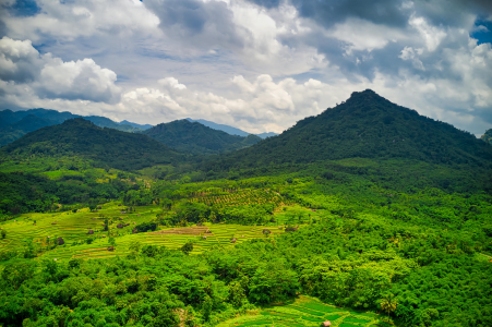 Indonesia: multe per miliardi a piantagioni e miniere in aree forestali