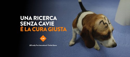 Lav: «Ogni minuto un animale è vittima delle sperimentazioni, ora basta»