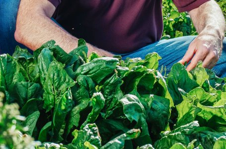 L’agroecologia ferma il consumo di suolo e difende la campagna: incontro il 19 luglio a Reggio Emilia