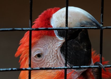 La vera informazione libera non è quella dentro una voliera