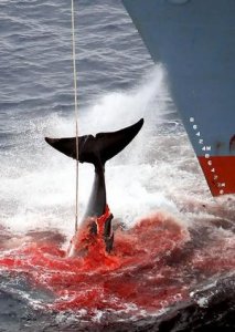 L'Australia porta il Giappone alla corte dell'Aja per la caccia baleniera