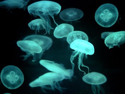 Acque marine: l'invasione di meduse è colpa anche della pesca selvaggia