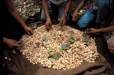 Indigenous Terra Madre 2011