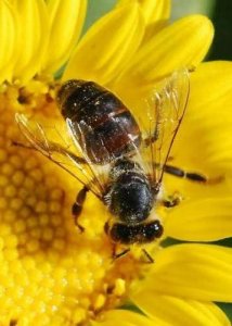 Moria delle api: uno studio svela le cause, ma di mezzo c'è la Bayer