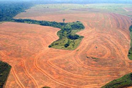 Deforestazione: le azioni possibili, prima che sia troppo tardi
