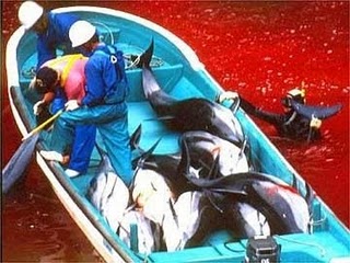 Al via in Giappone il massacro dei delfini. L’Enpa si mobilita a Roma