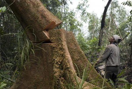 Alberi dal Sud del mondo per le centrali a biomassa del Nord