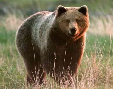 WWF: “la Regione Abruzzo si schiera contro l'orso”