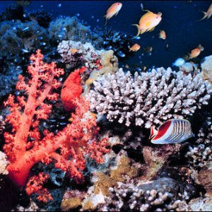 'Our Dying Planet': barriere coralline a rischio estinzione