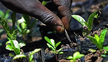 Sovranità alimentare: l’accesso alla terra per combattere la fame