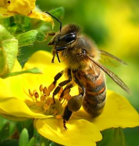 Moria delle api: l'Europarlamento chiede di mettere un freno