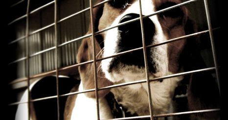 Green Hill, un allevamento di cani in serie destinati alla vivisezione