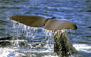 Santuario dei Cetacei, dopo il naufragio un tavolo tecnico per tutelare l'area