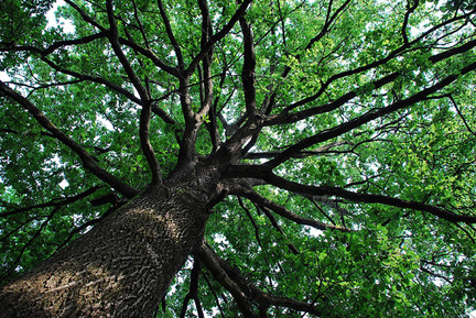 Gli alberi come maestri nei libri di Anna Cassarino