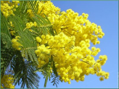 8 marzo. Lasciamo in pace mimose e plastica