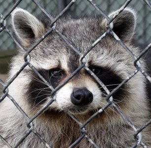 Inserti di pelliccia? Ecocavernicole in protesta contro un mercato di morte