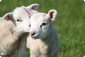 Agnelli di Pasqua, il silenzio degli innocenti