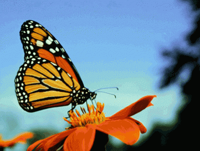 In Messico gli OGM causano il declino delle farfalle monarca