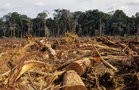 Amazzonia: mobilitazione globale per chiedere il veto sul nuovo Codice forestale